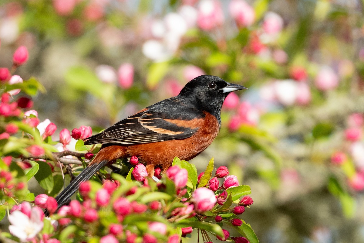 Orchard Oriole - ML618392186