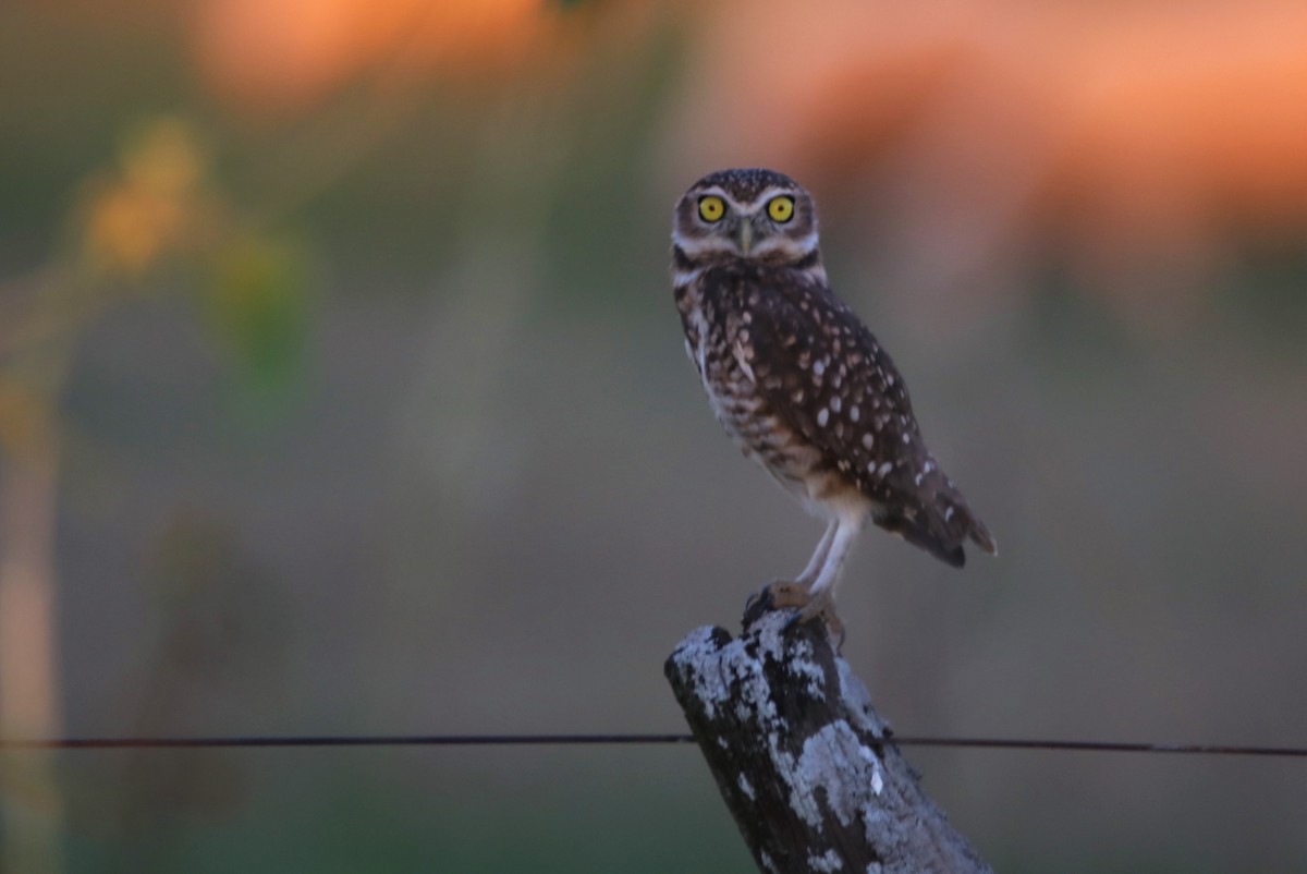 Burrowing Owl - ML618392187