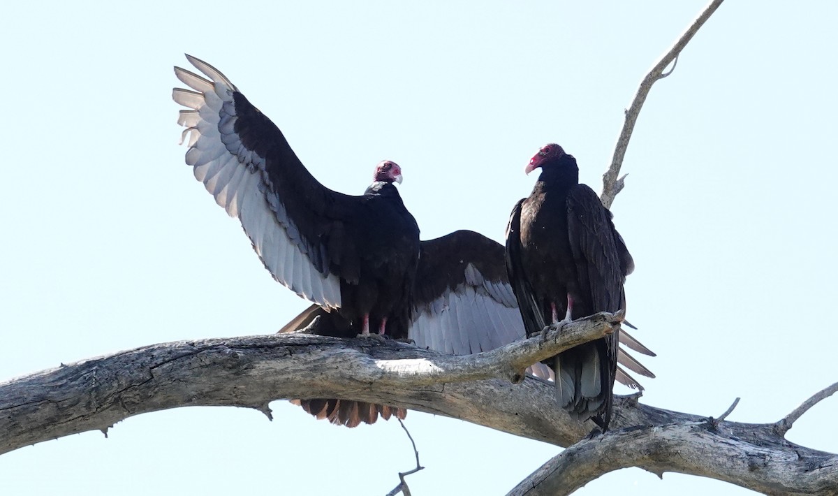 Turkey Vulture - ML618392199