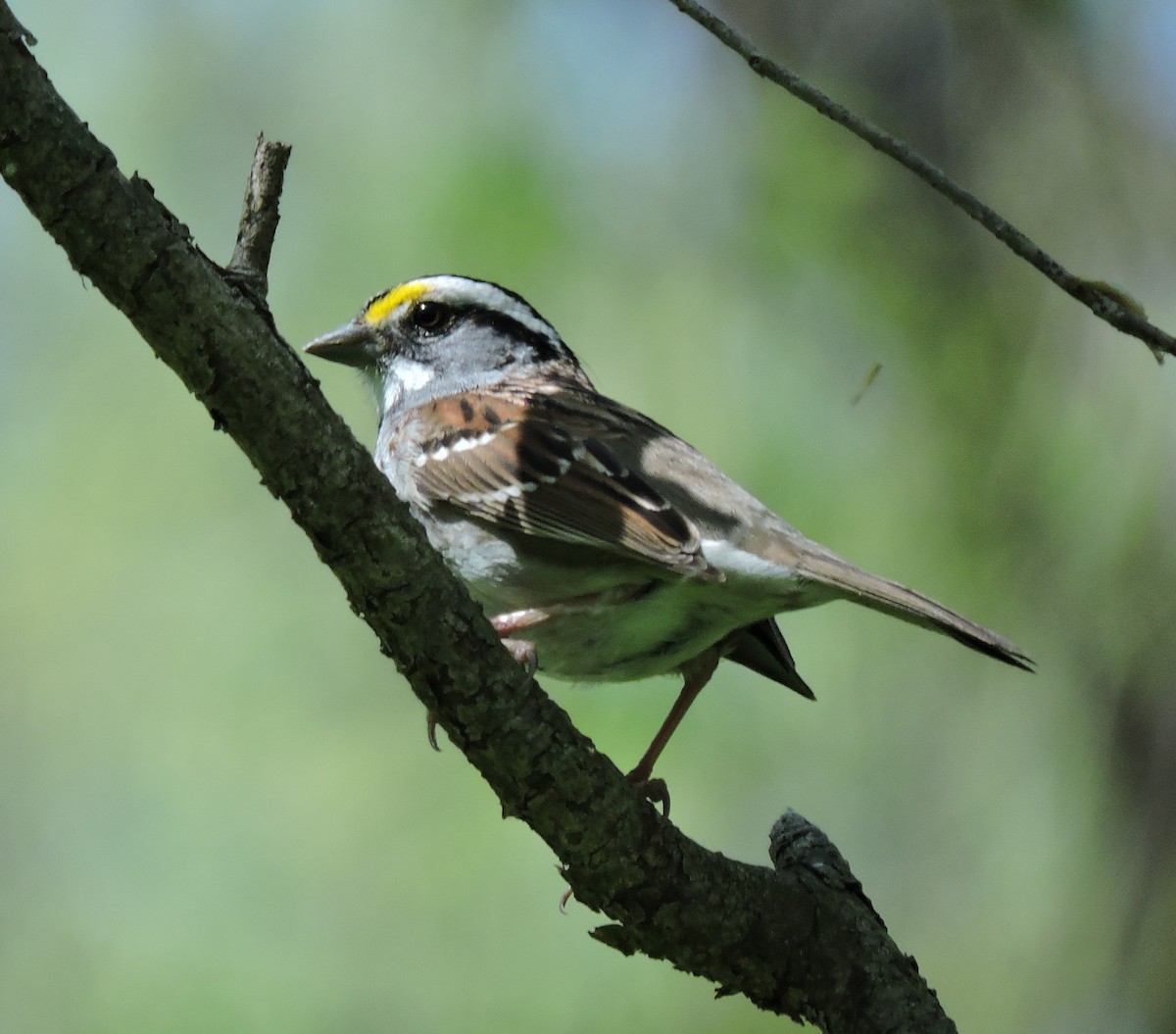 White-throated Sparrow - ML618392200