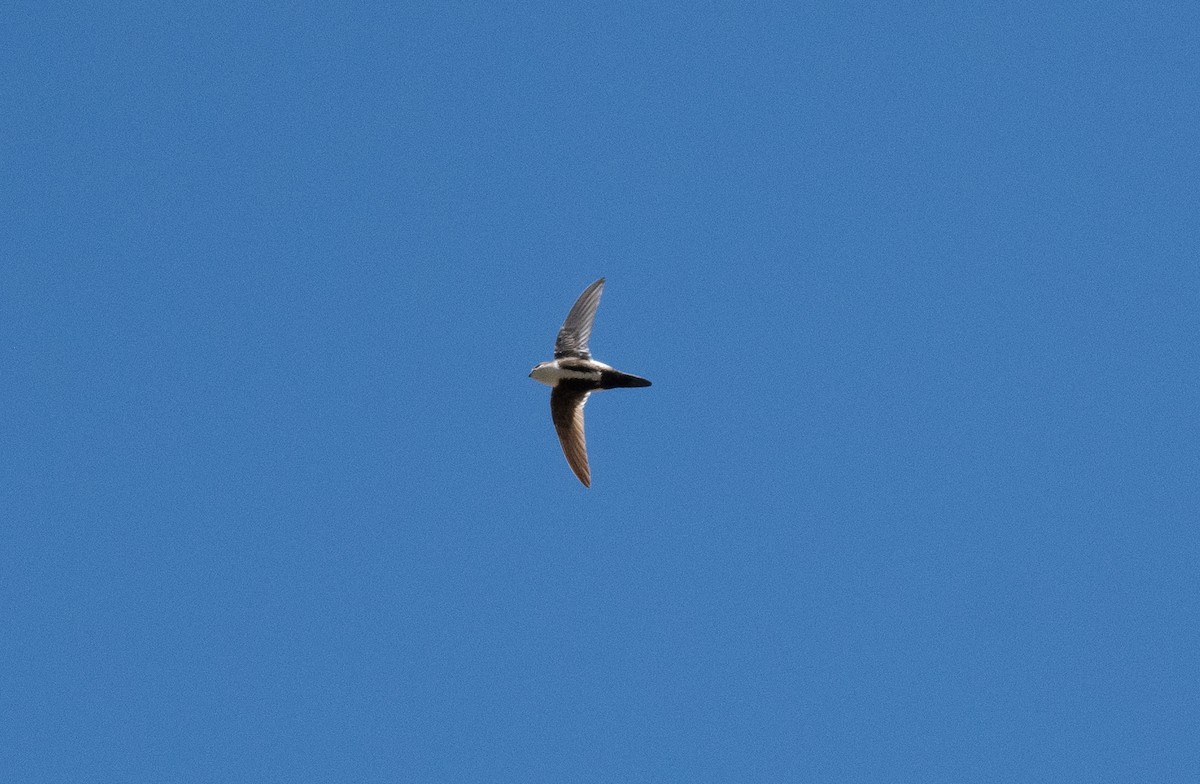 White-throated Swift - Henry  Trimpe