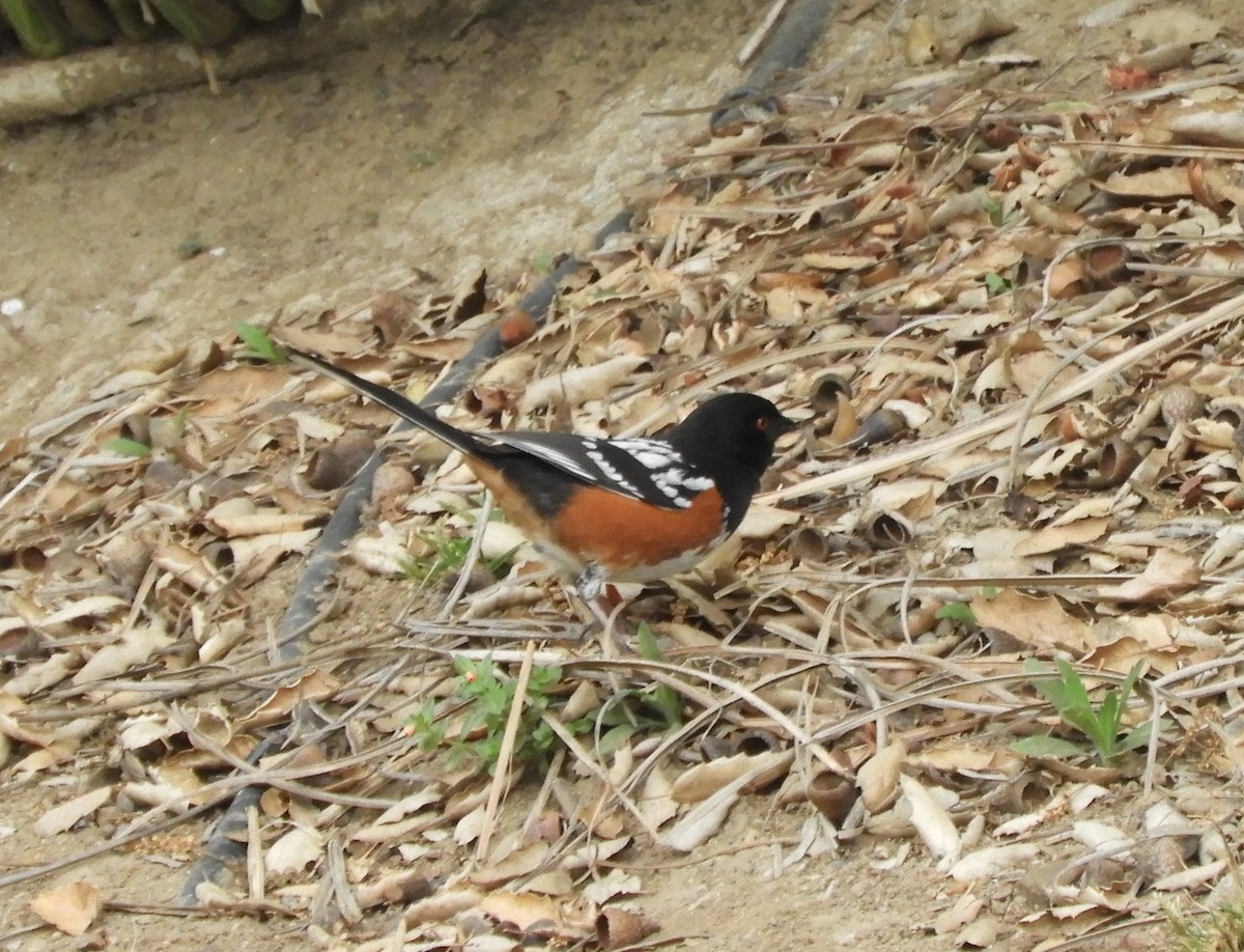 Spotted Towhee - ML618392298