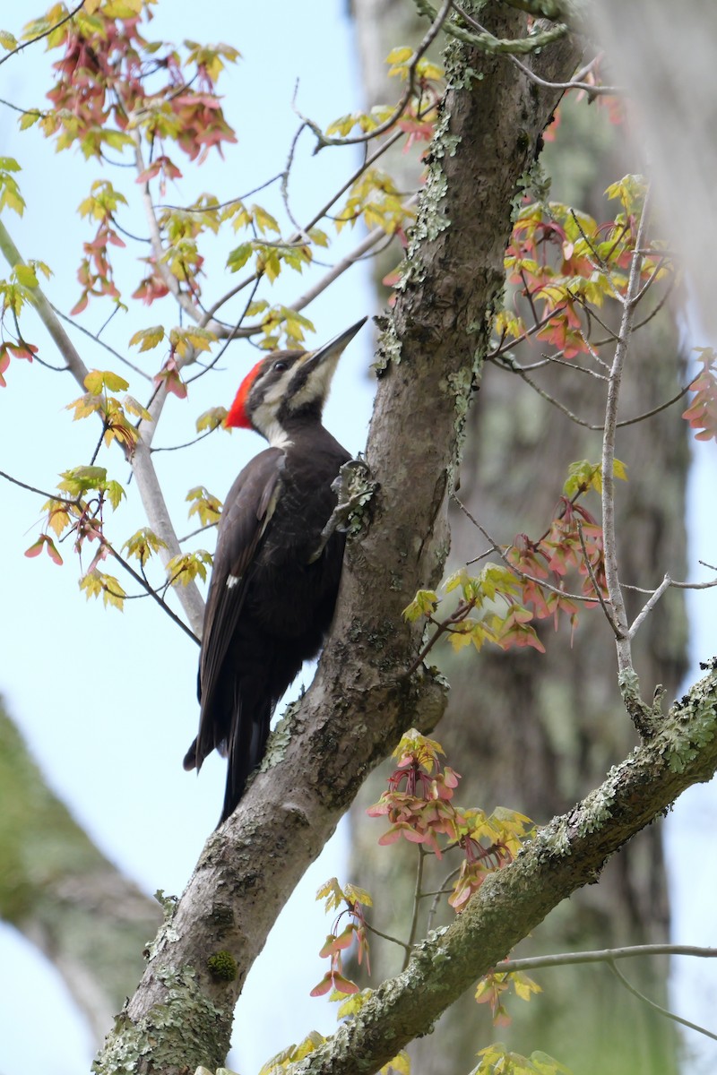 Pileated Woodpecker - Russ Smiley