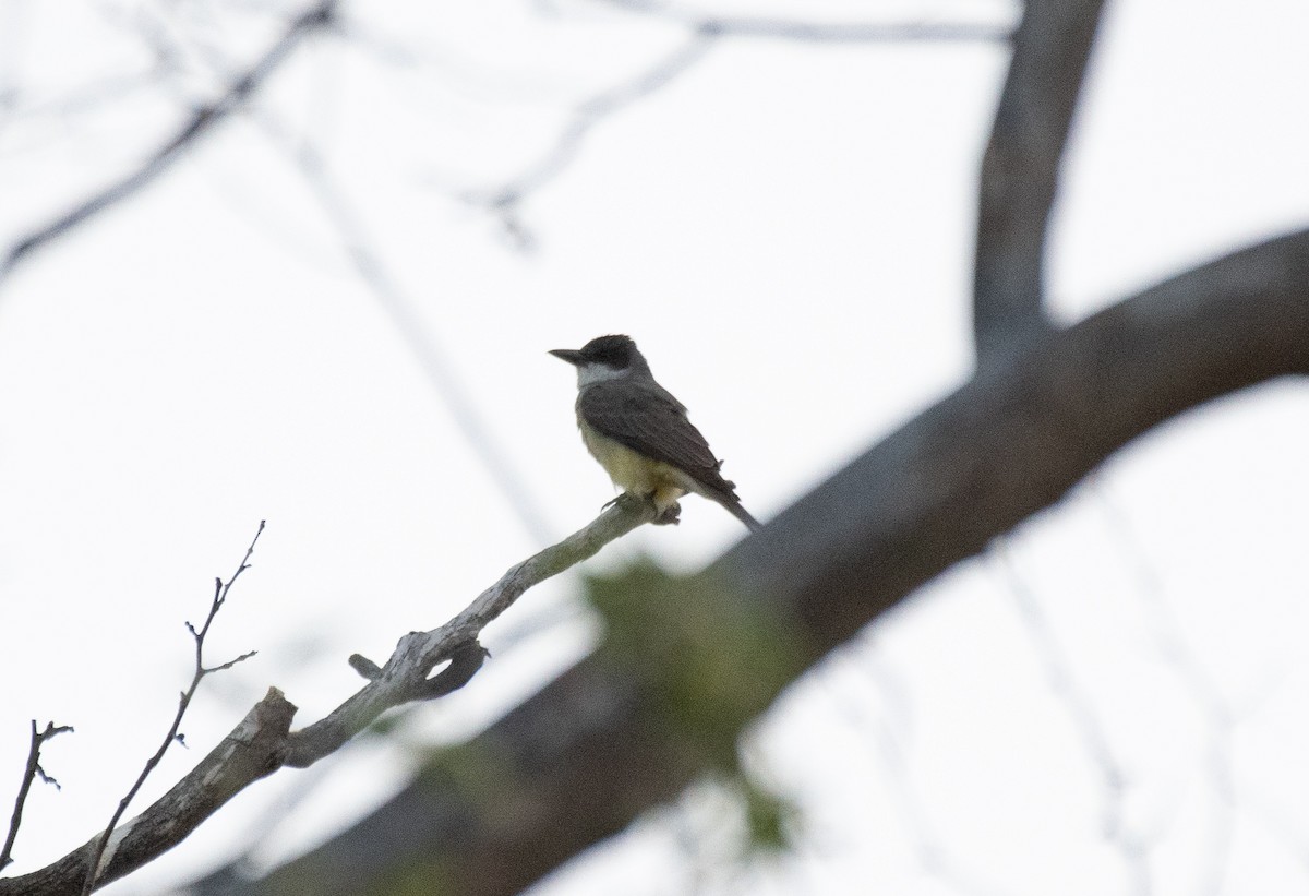 Thick-billed Kingbird - Henry  Trimpe