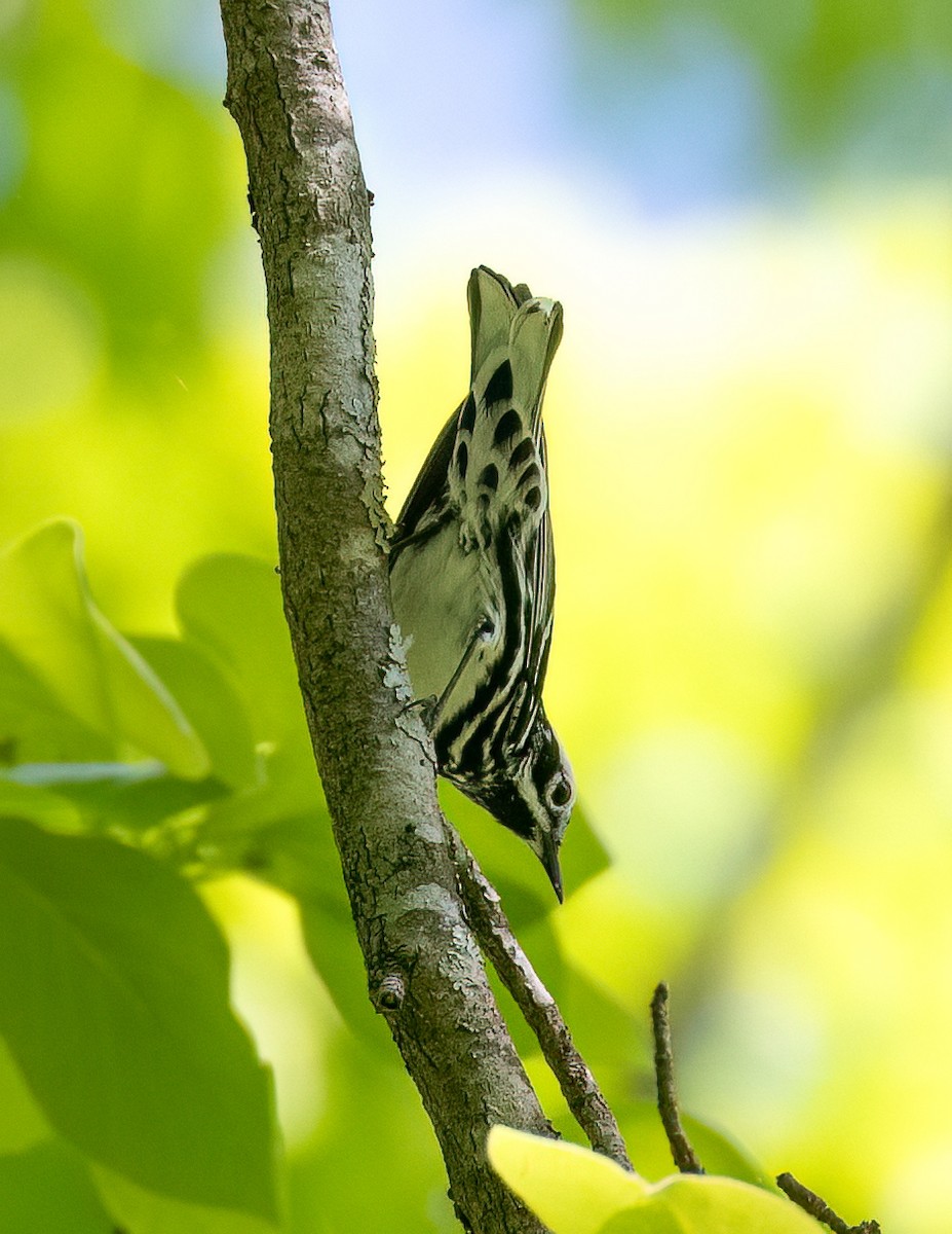 Black-and-white Warbler - ML618392336