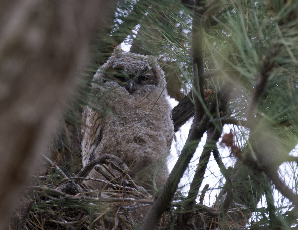 Great Horned Owl - ML618392337