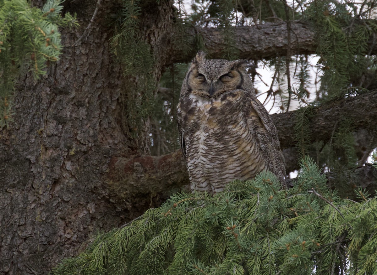 Great Horned Owl - ML618392338