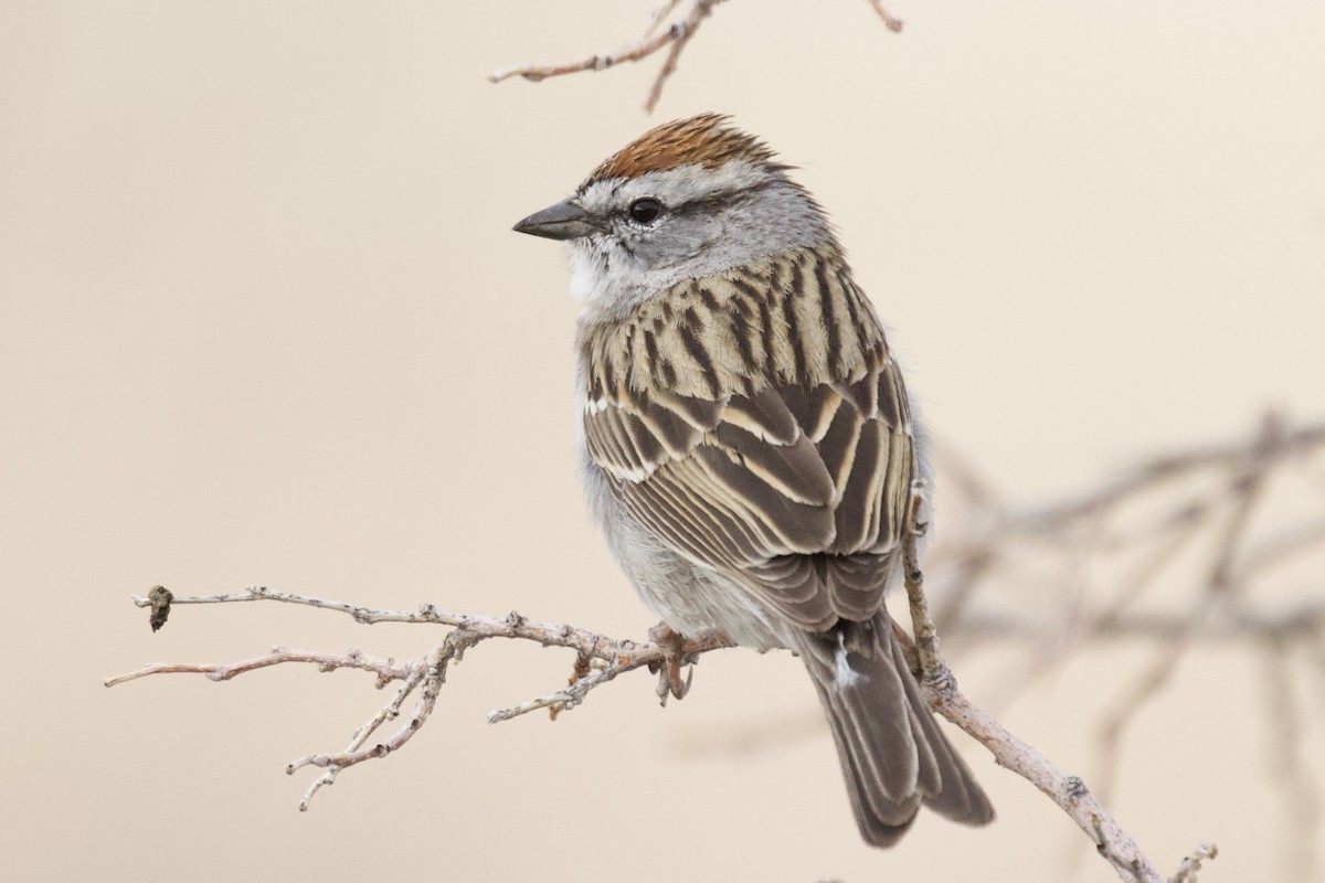 Chipping Sparrow - ML618392350