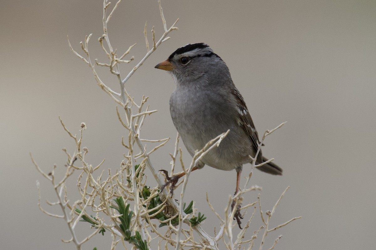 White-crowned Sparrow - ML618392370