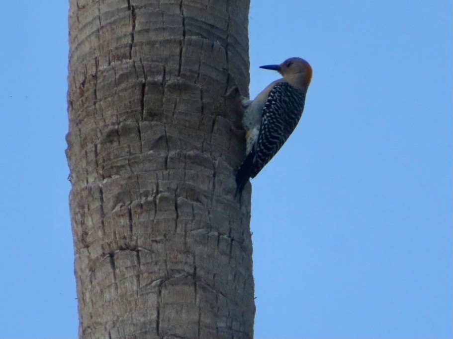 Golden-fronted Woodpecker - Bill  Feusahrens
