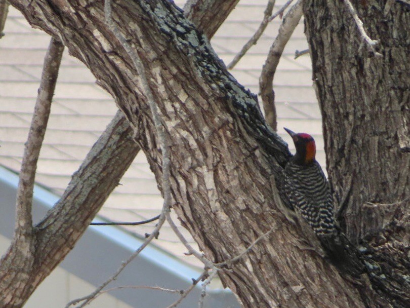 Golden-fronted Woodpecker - ML618392392