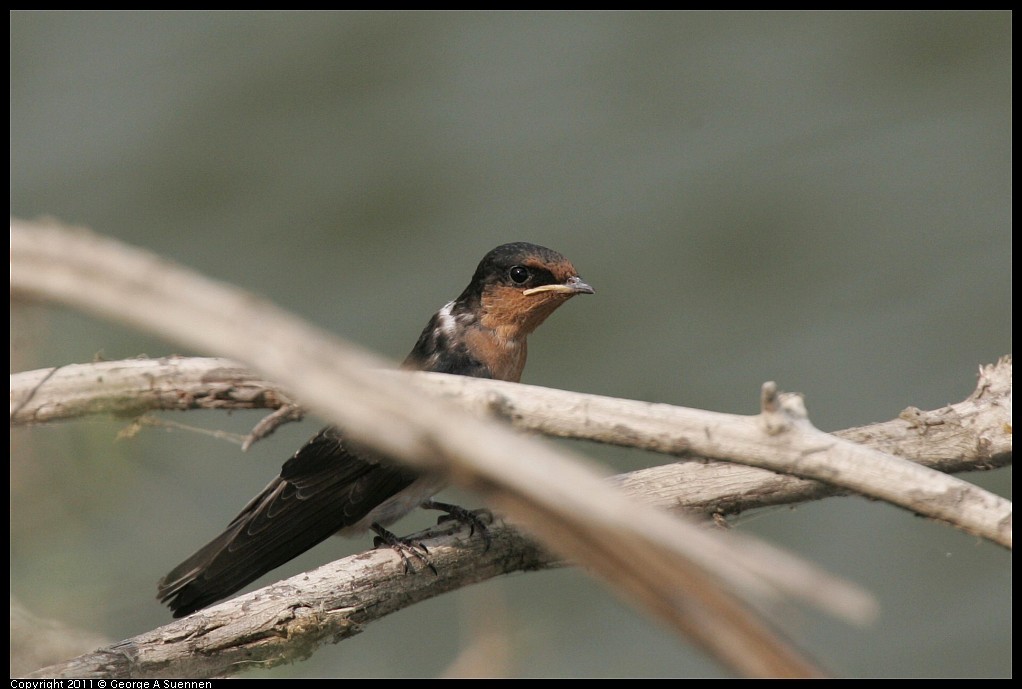Pacific Swallow - ML618392397