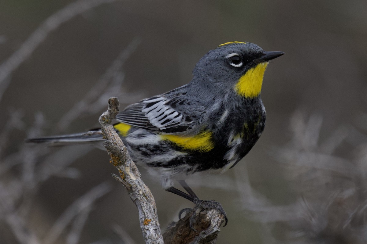 Yellow-rumped Warbler (Audubon's) - ML618392400