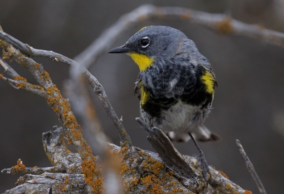 Yellow-rumped Warbler (Audubon's) - ML618392401