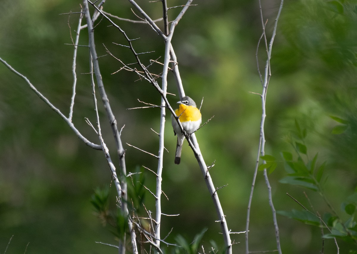Yellow-breasted Chat - ML618392423