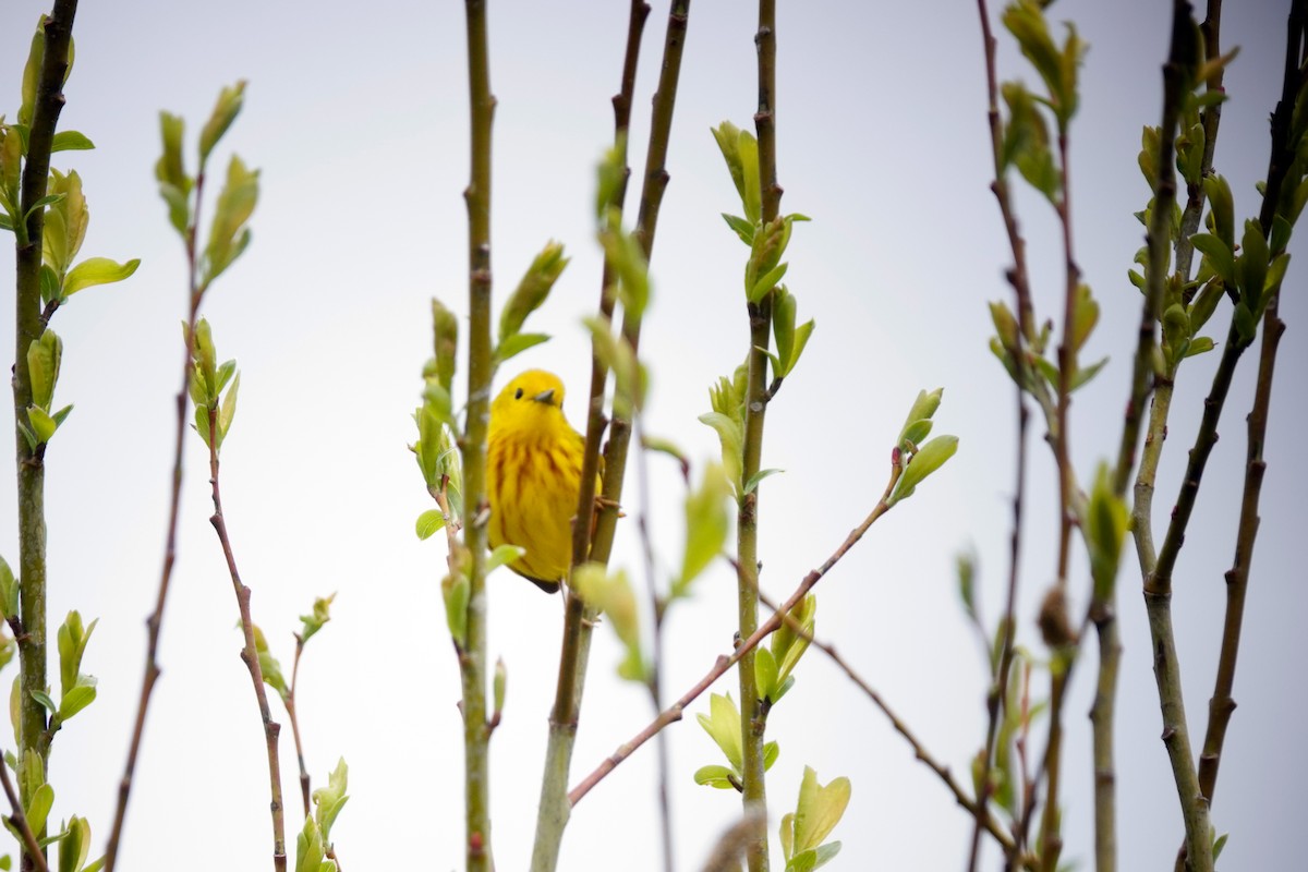 Yellow Warbler - ML618392472