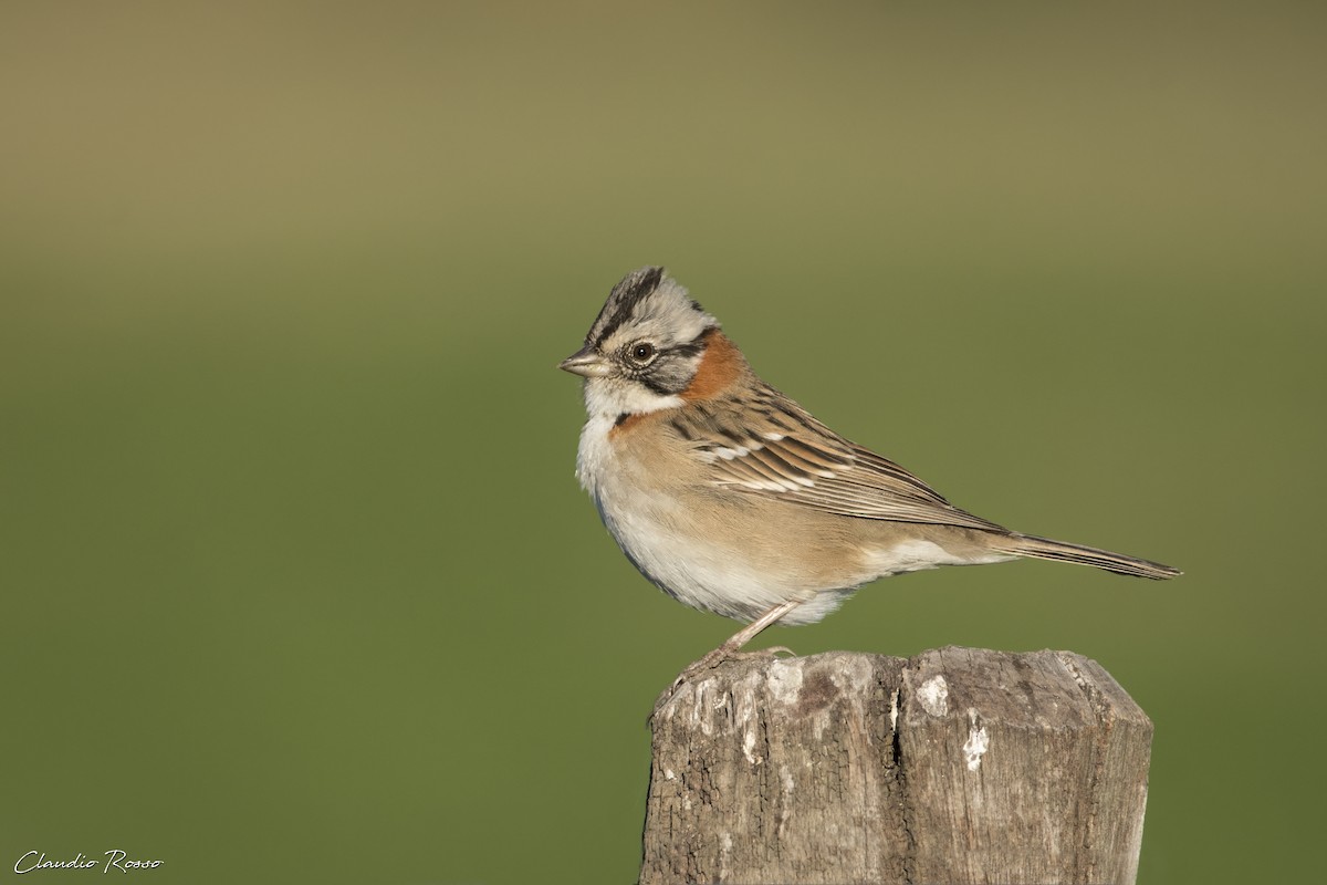 Rufous-collared Sparrow - Claudio Rosso