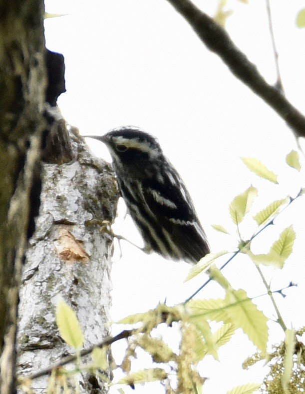 Black-and-white Warbler - ML618392532
