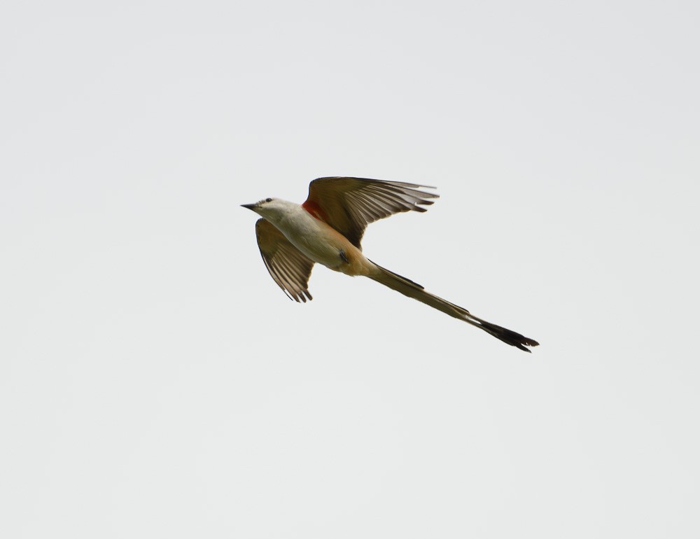 Scissor-tailed Flycatcher - ML618392569