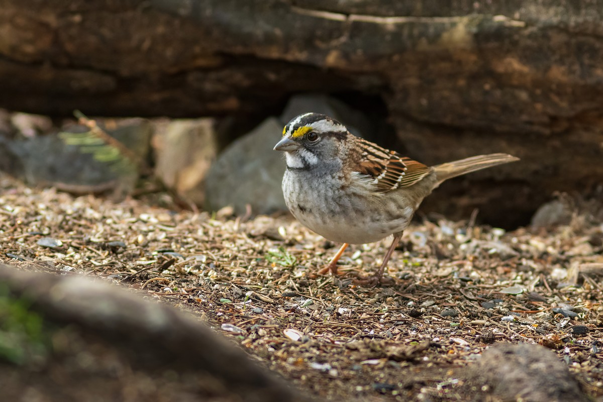 White-throated Sparrow - ML618392604