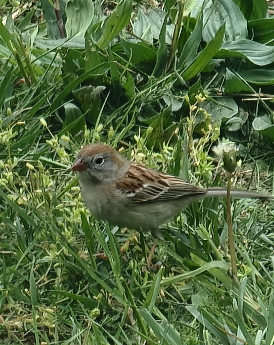 Field Sparrow - ML618392606