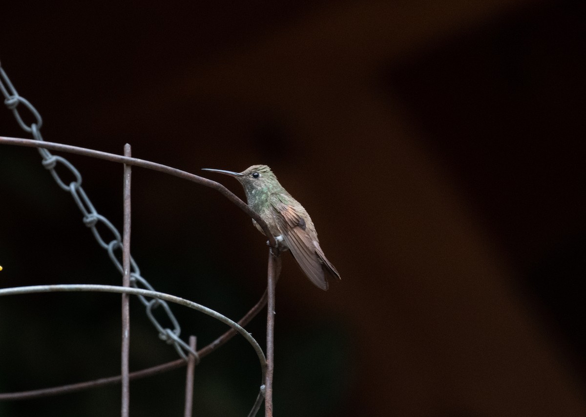 Berylline Hummingbird - ML618392618