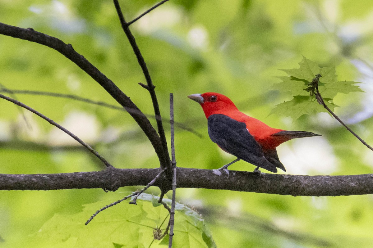 Scarlet Tanager - ML618392633