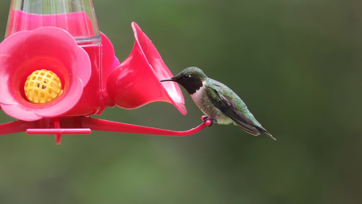 Ruby-throated Hummingbird - ML618392639