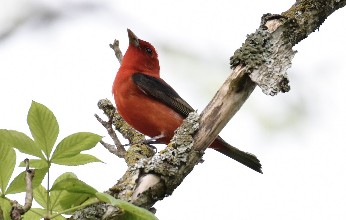Scarlet Tanager - ML618392652