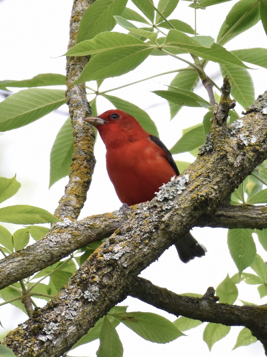 Scarlet Tanager - ML618392677