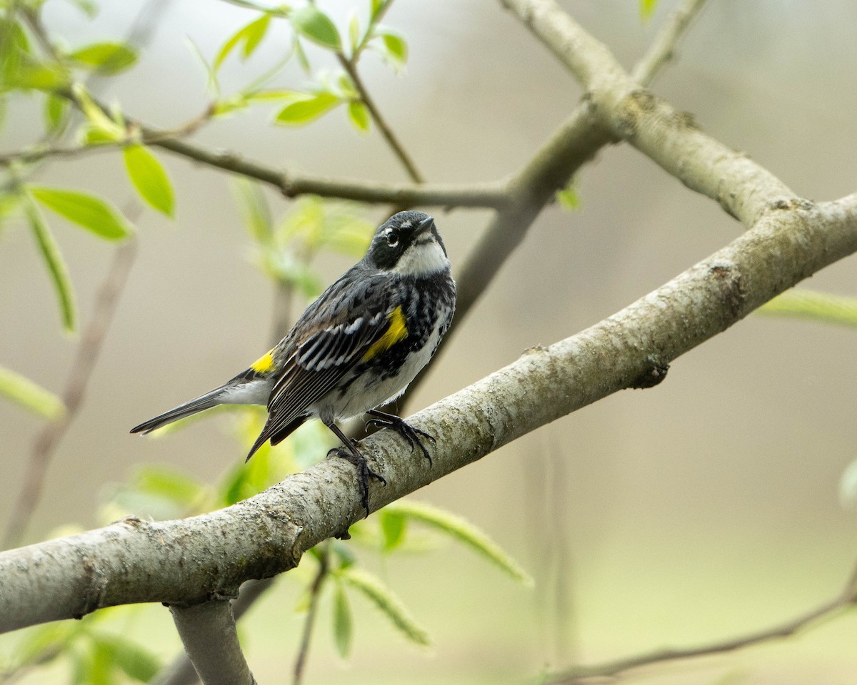Yellow-rumped Warbler (Myrtle) - ML618392727