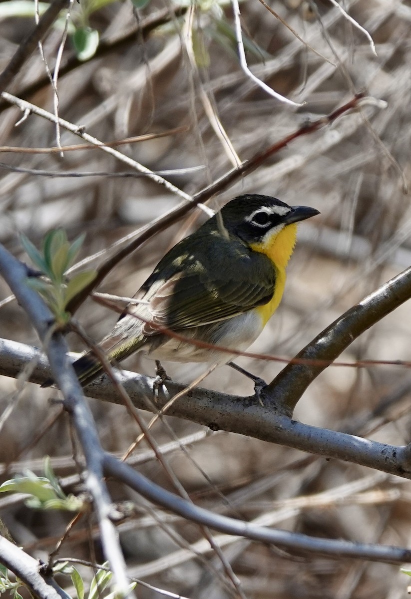 Yellow-breasted Chat - ML618392730