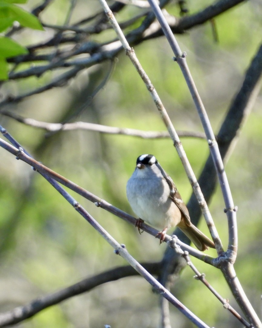 White-crowned Sparrow - ML618392733