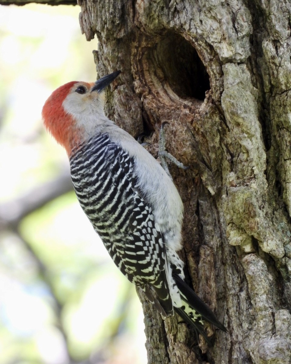 Red-bellied Woodpecker - Jeff Aufmann