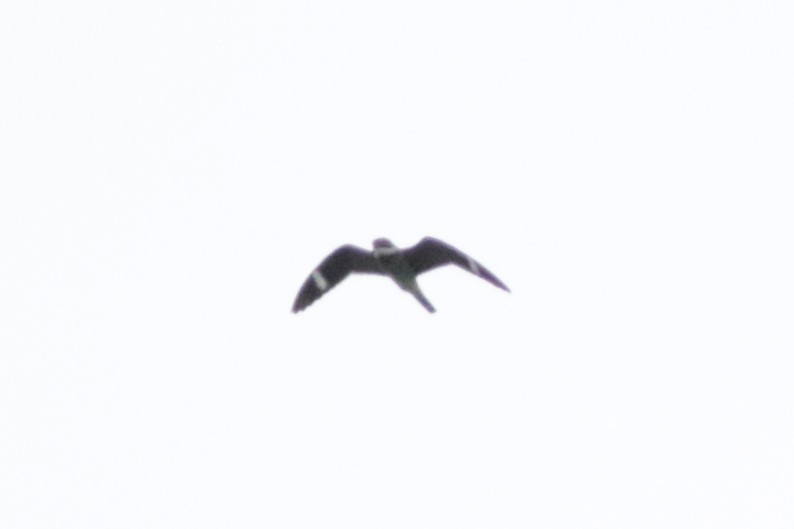 Common Nighthawk - ML618392755