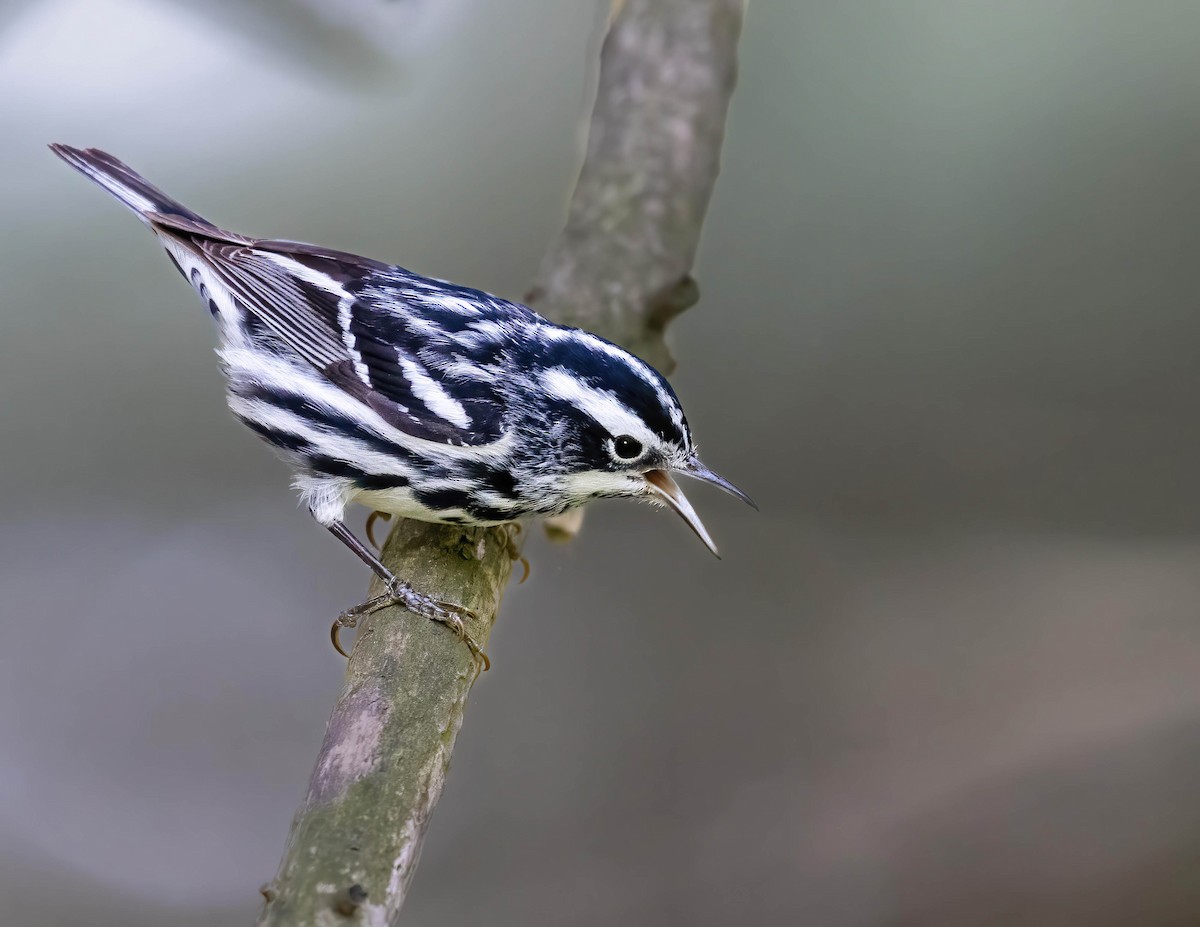 Black-and-white Warbler - ML618392760