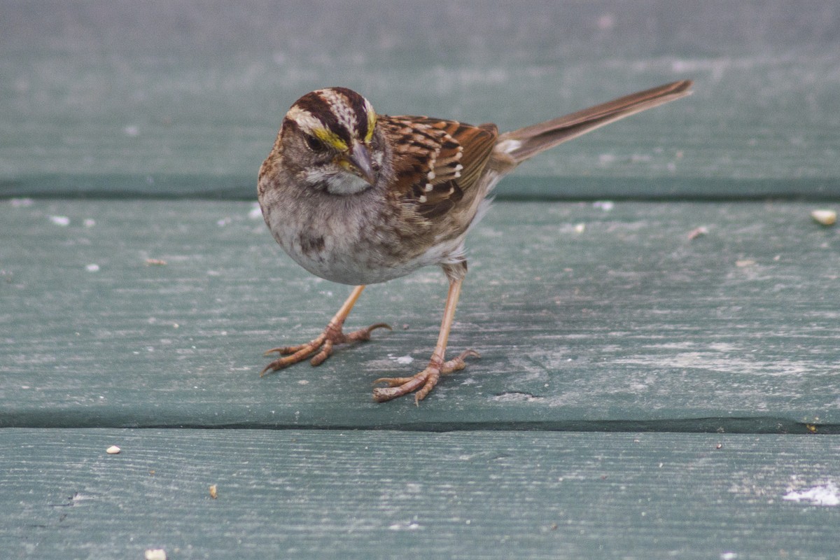 White-throated Sparrow - ML618392763