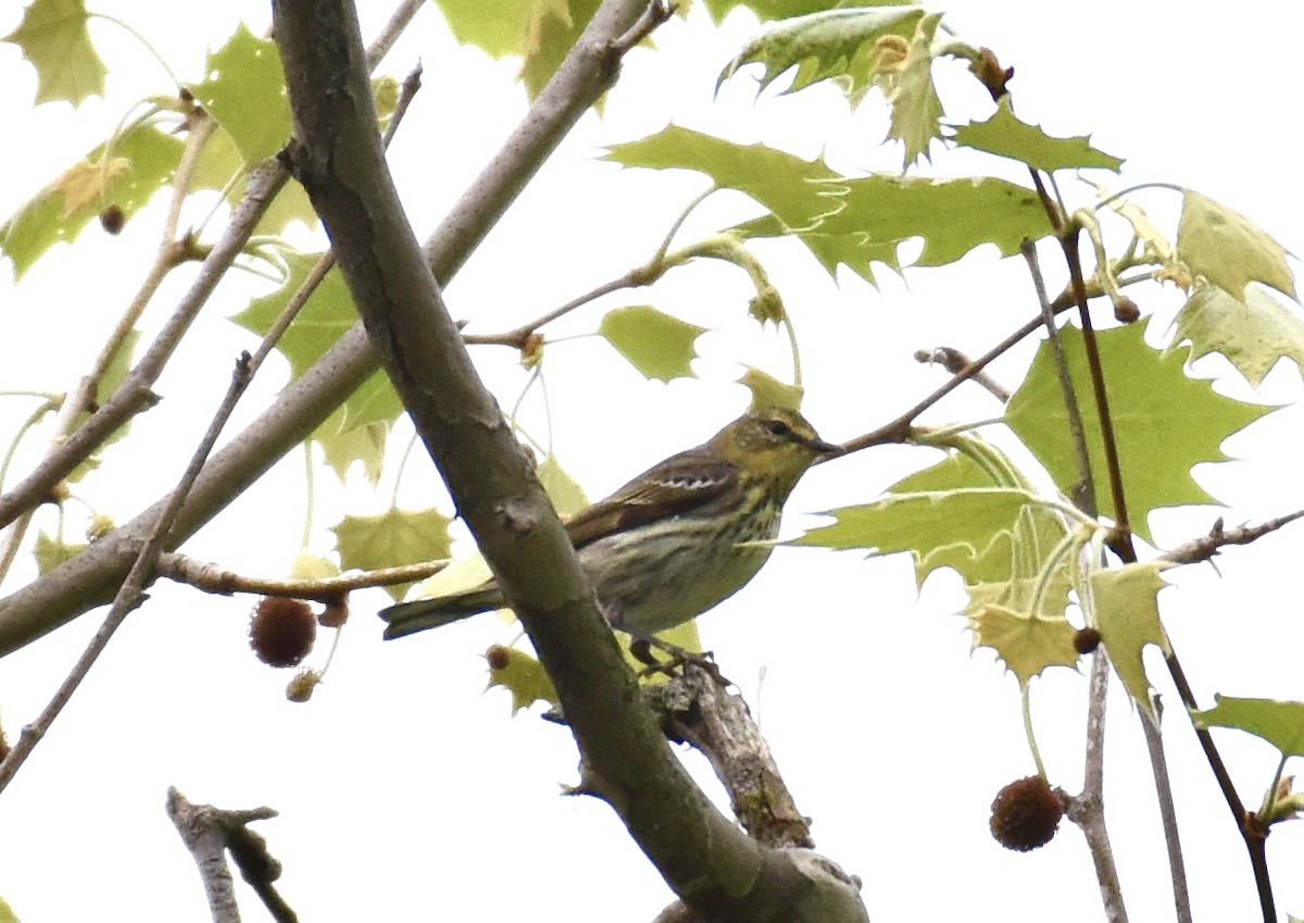 Cape May Warbler - ML618392772