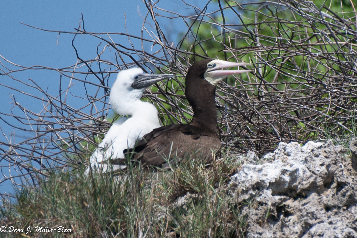 Brown Booby - ML618392779
