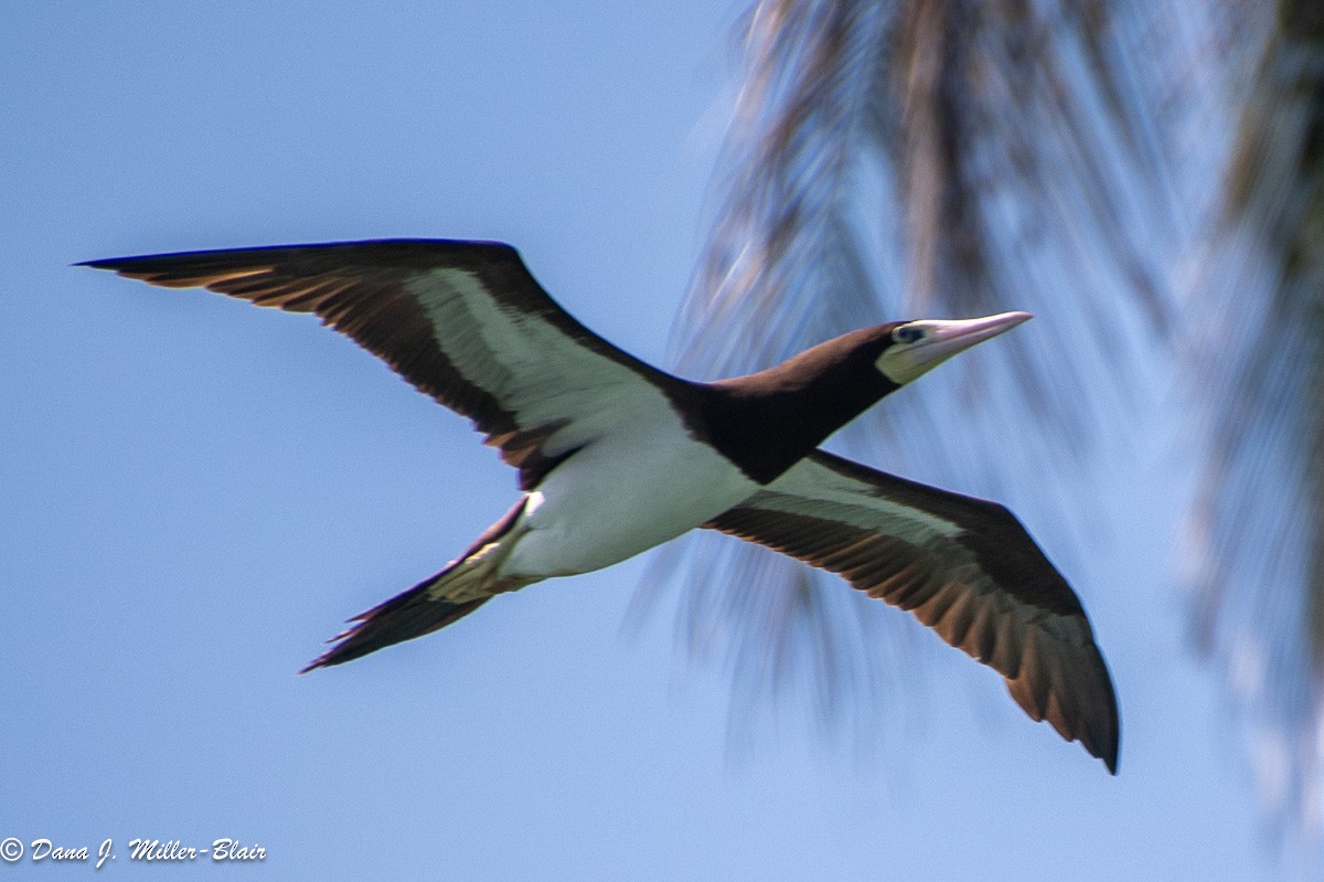 Brown Booby - ML618392788