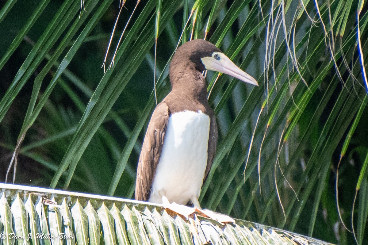 Brown Booby - ML618392794