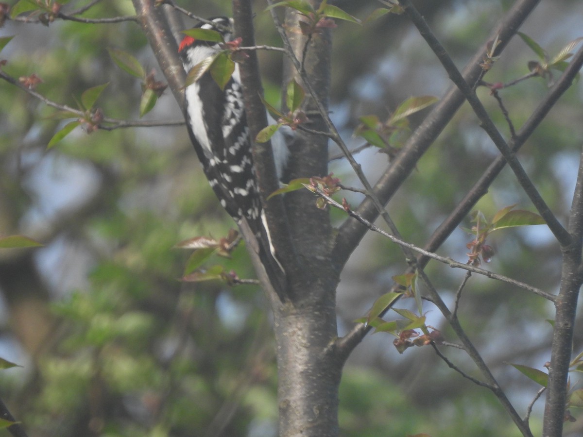 Downy Woodpecker - ML618392828
