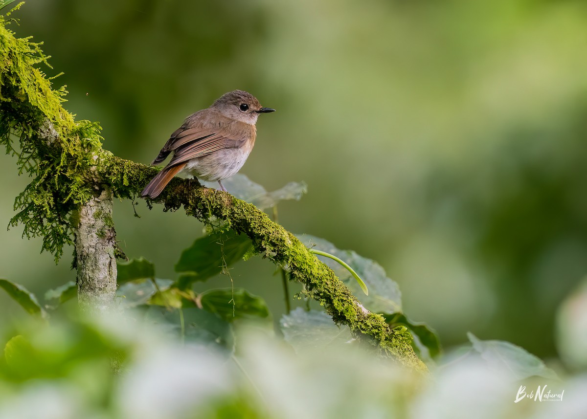 Fulvous-chested Jungle Flycatcher - ML618392838