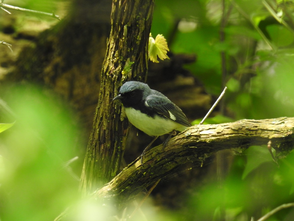 Black-throated Blue Warbler - ML618392843