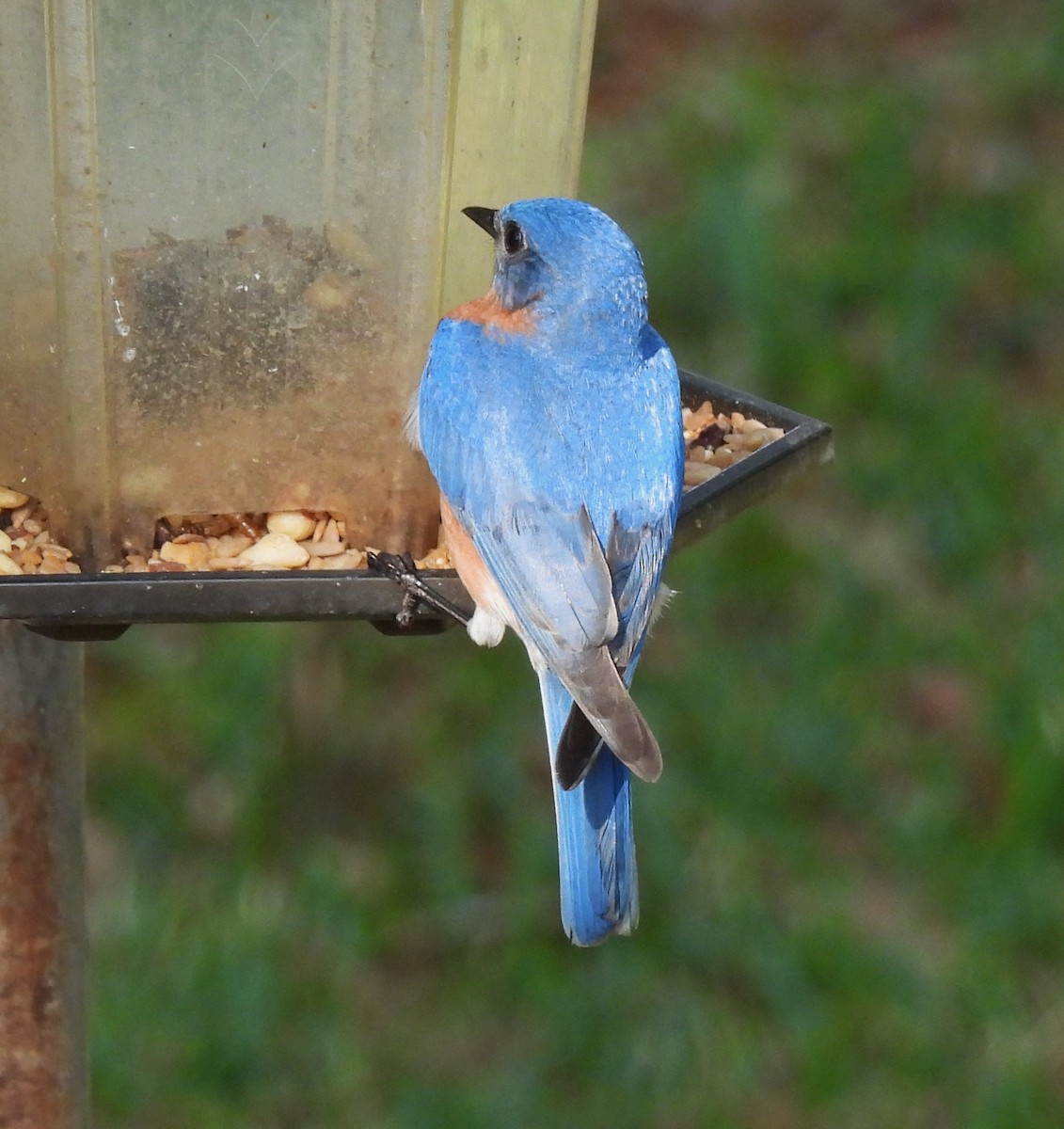 Eastern Bluebird - Carol Porch