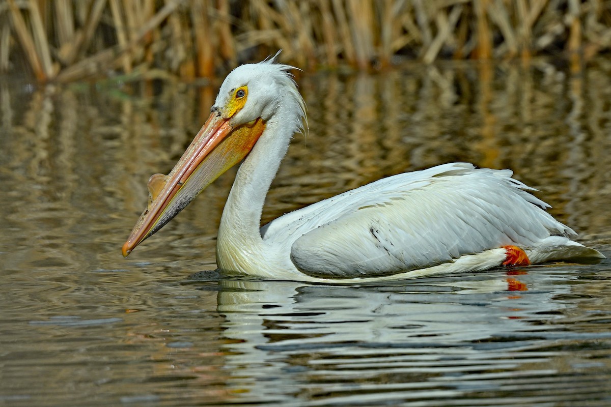 pelikán severoamerický - ML618392852