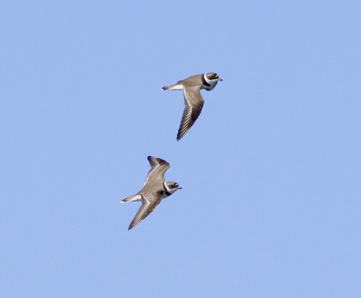 Semipalmated Plover - ML618392877