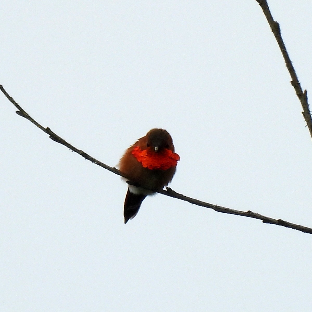 Rufous Hummingbird - ML618392883