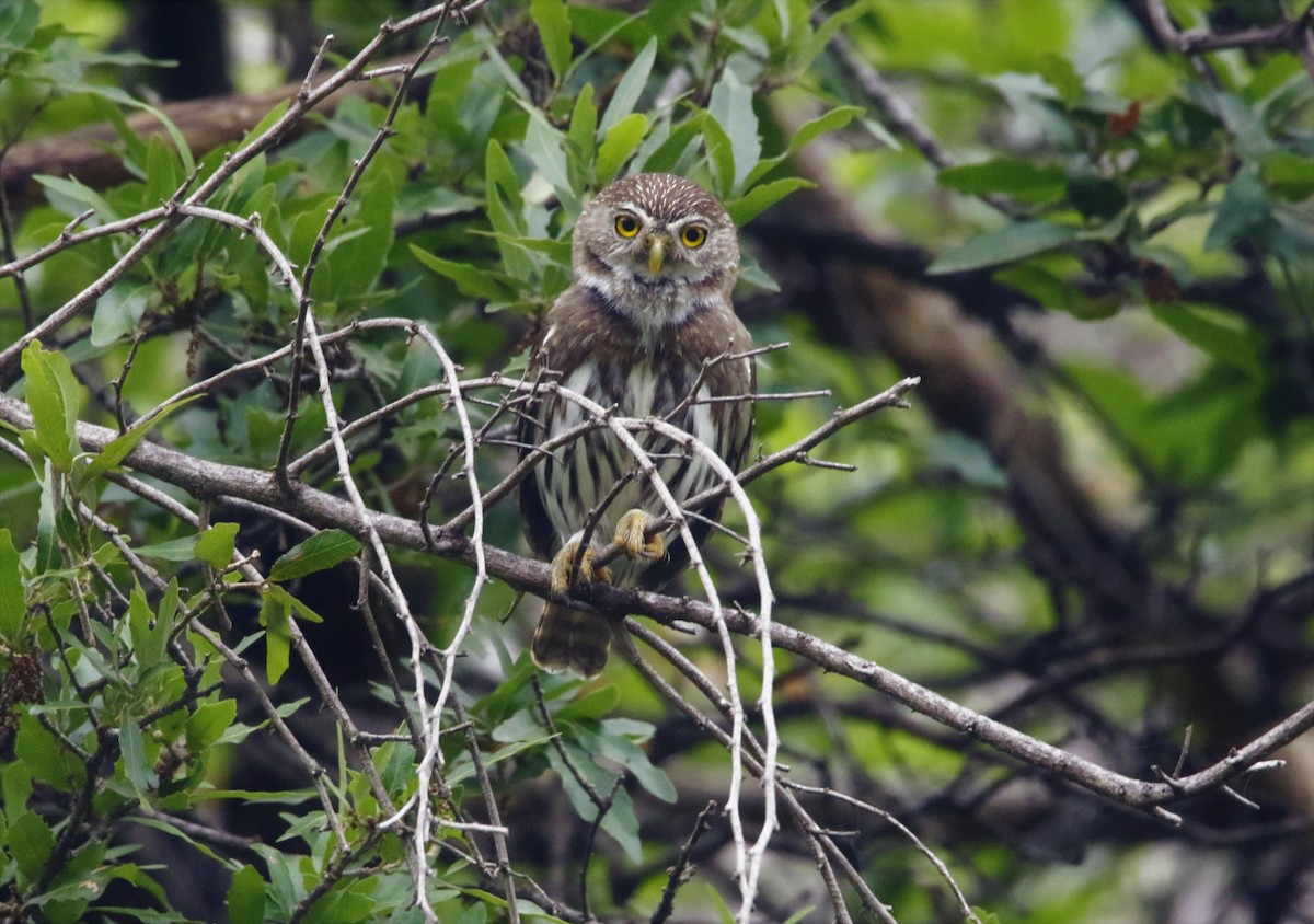 Ferruginous Pygmy-Owl - FELIPE SAN MARTIN