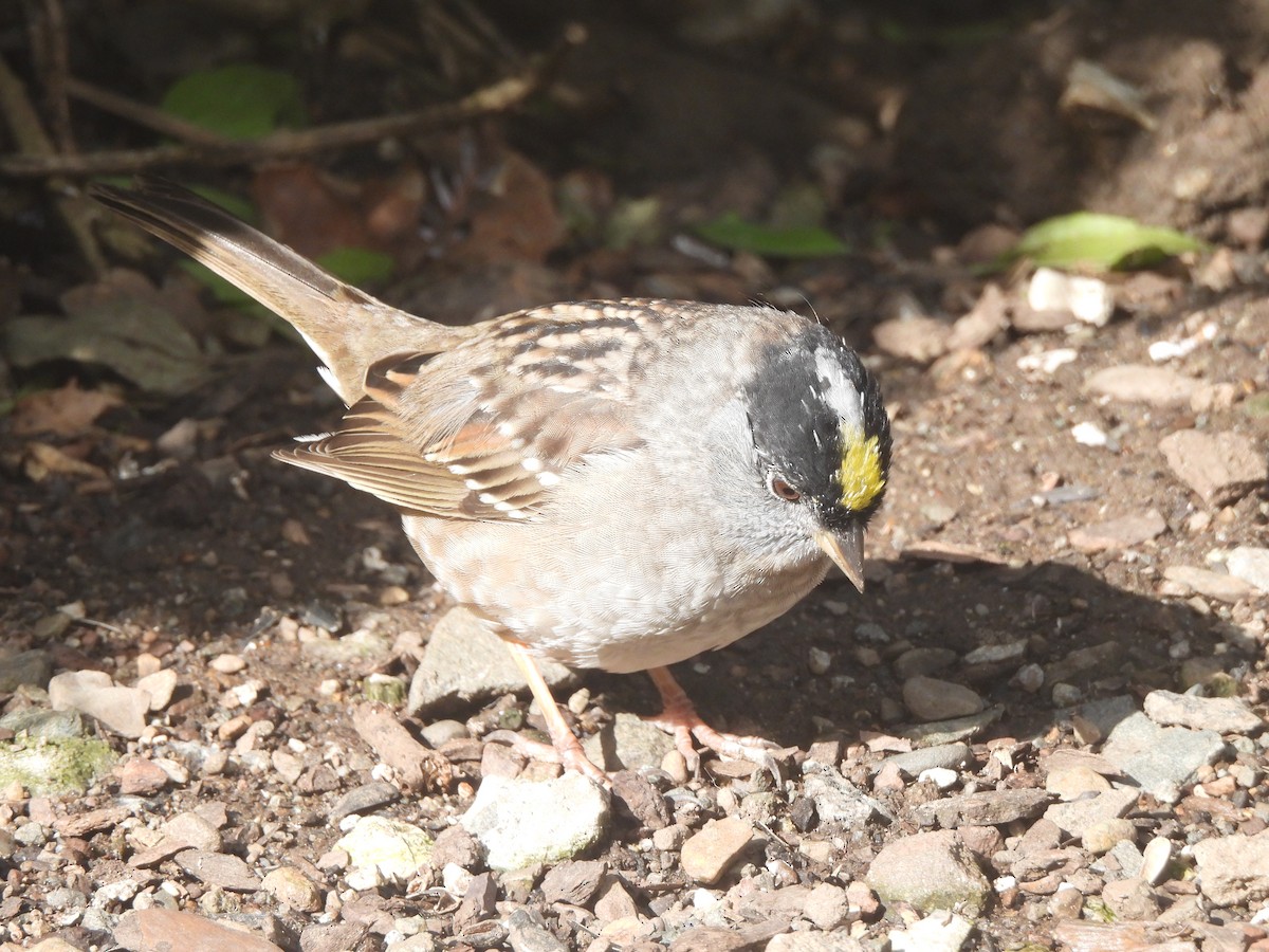 Golden-crowned Sparrow - ML618392908